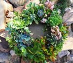 succulents-garden-design-ideas-48